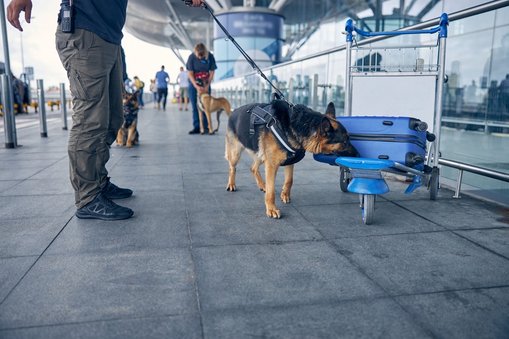 drug detection dogs