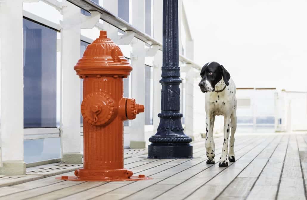 dog cunard kennels fire hydrant lamppost