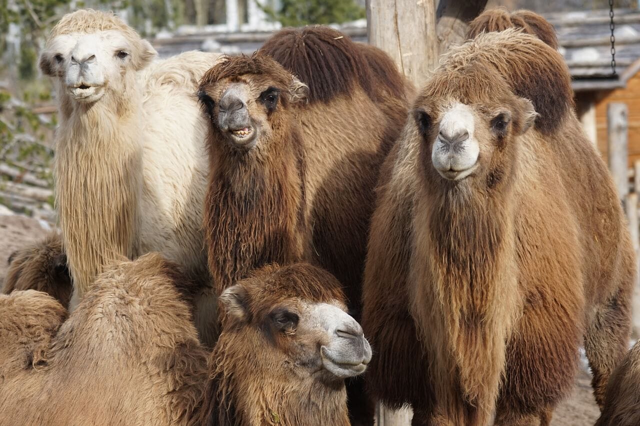 A group of camels stand closely together, some looking at the camera. They have thick, brown and white fur.