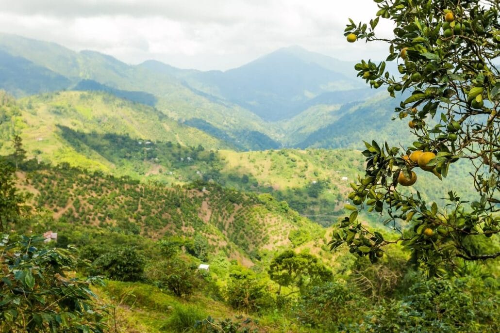 Green mountain landscape with a foreground of fruit-bearing trees and a distant view of rolling hills under a partially cloudy sky.