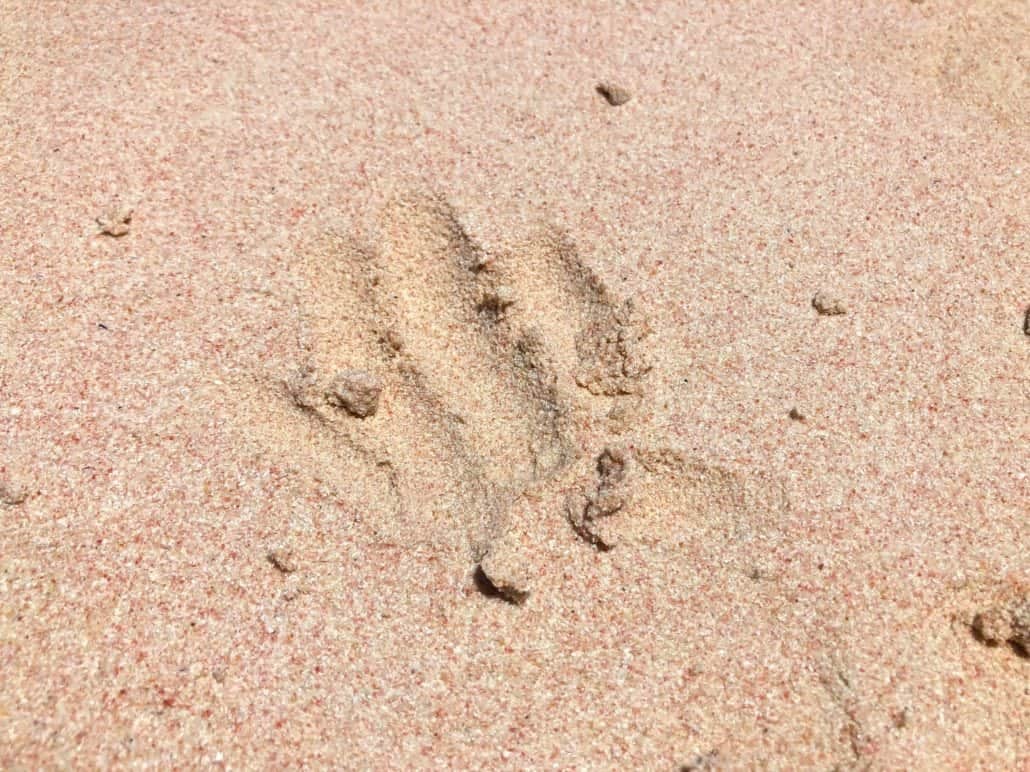 fine pink sand